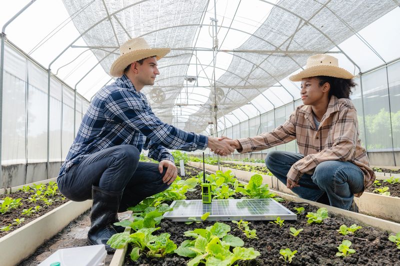 Gardener examined the quality of vegetable organic lettuce from hydroponic farm.