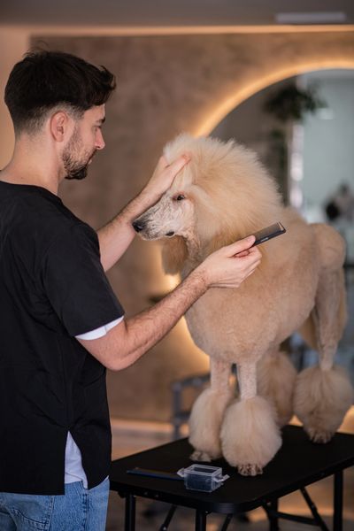 A male pet groomer using a comb to style a large light-colored poodle.