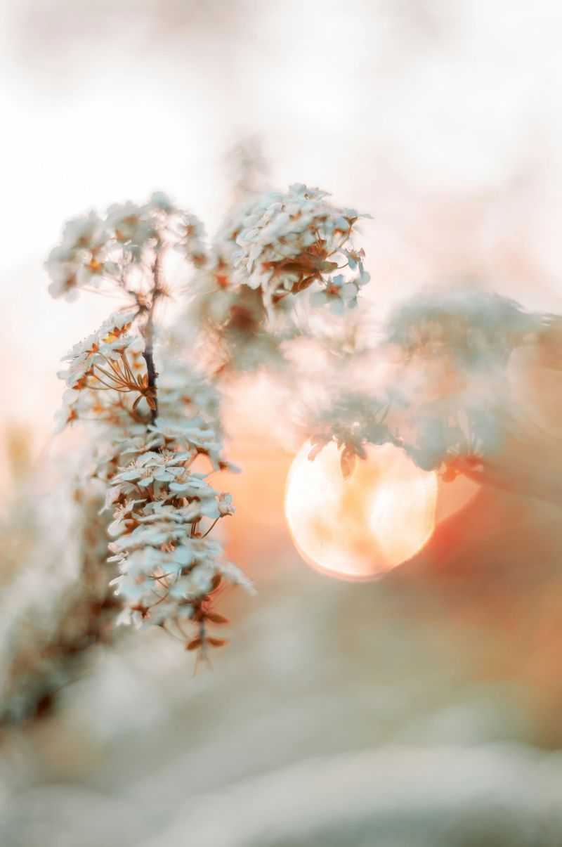 A serene capture of delicate white blossoms in soft focus against a warm sunset, creating a dreamy and peaceful atmosphere.