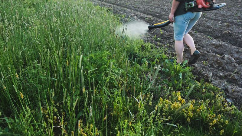 Farmer spraying herbicide with handheld equipment, targeting weeds while protecting agricultural crops for healthy field cultivation