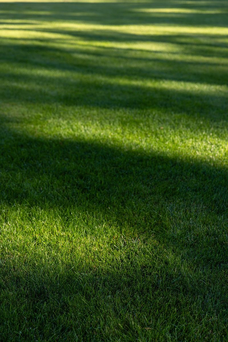 A lush green grass surface, elegantly illuminated by natural sunlight, showcases eye-catching shadows that add depth and intrigue to an inviting outdoor space for relaxation.