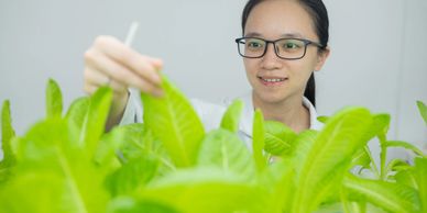 Scientist examining green leafy plants in a lab setting.