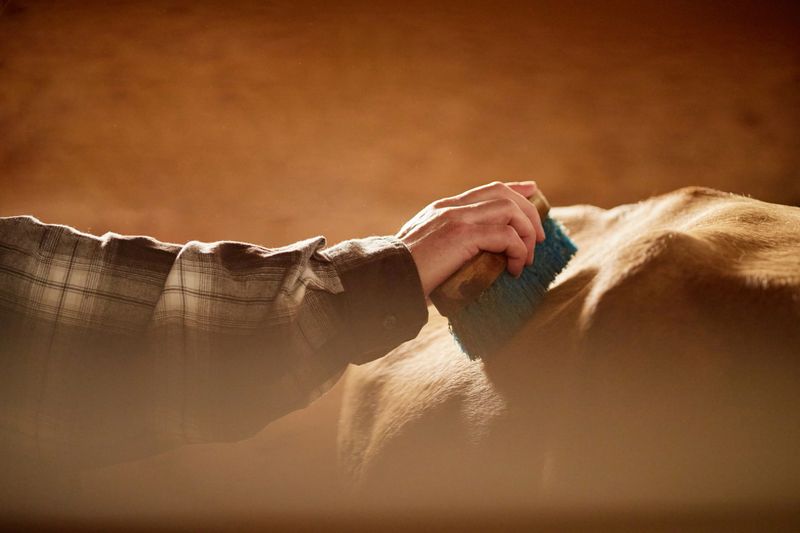 Caucasian middle aged man grooming horse with blue brush, hand visible brushing animals back in stable, sunlight illuminating scene, focus on action and interaction