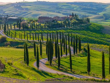 Winding road lined with tall cypress trees in a green countryside.