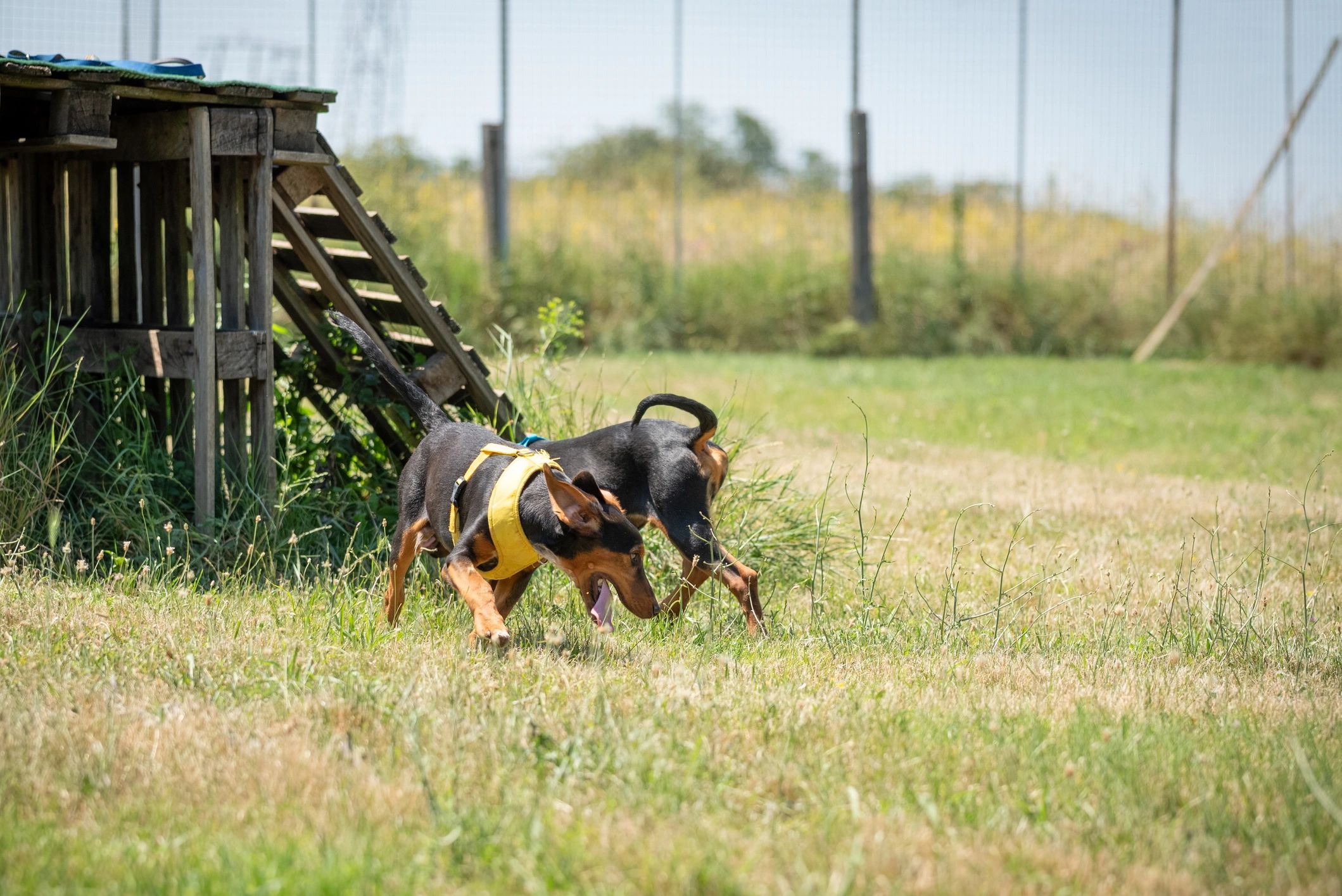 Two small dogs playing outside near a wooden structure on a sunny day.