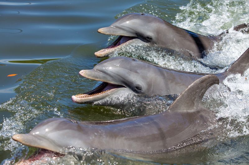 Three dolphins float in sea water ...