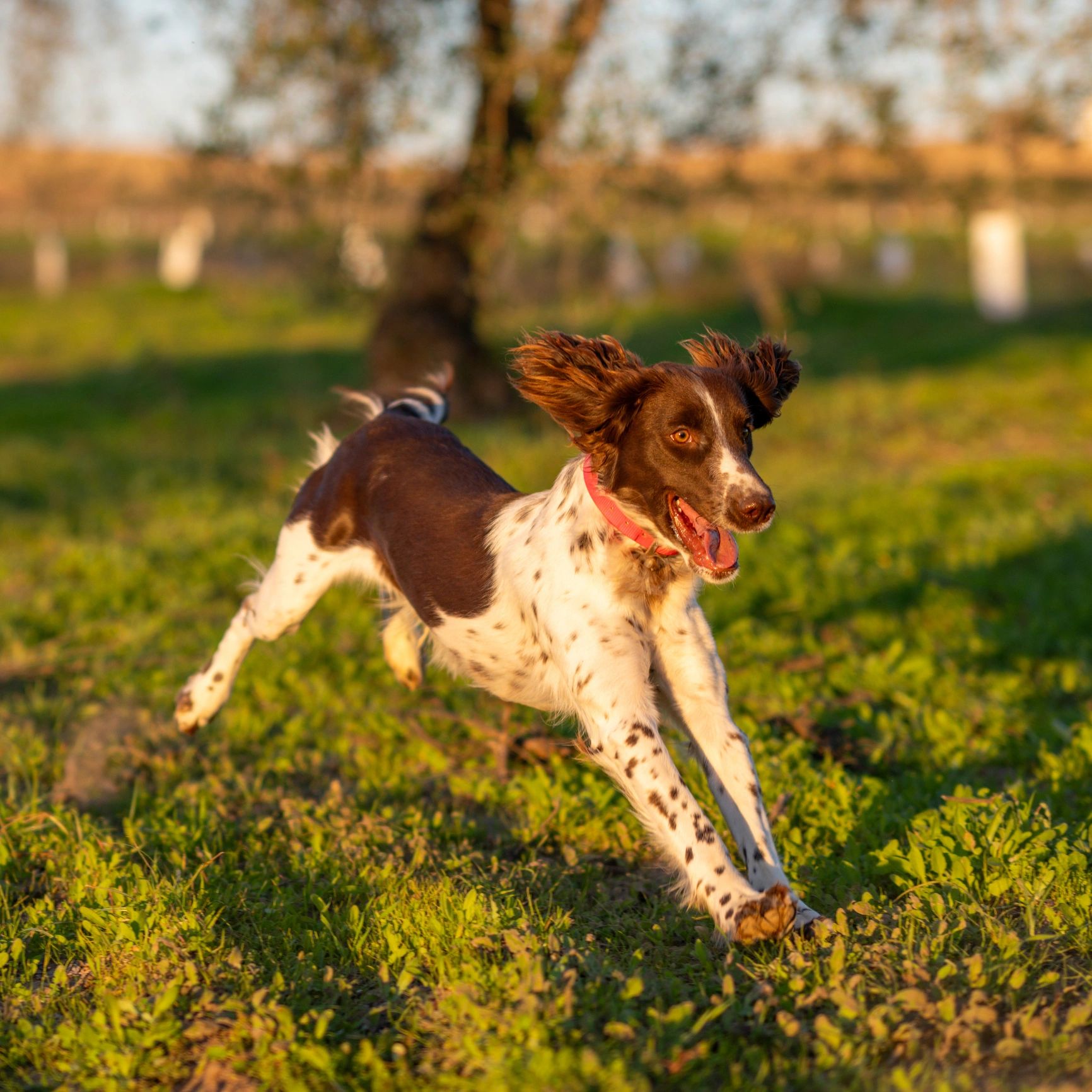 Reliable Dog Walking Services for Happy, Healthy Dogs