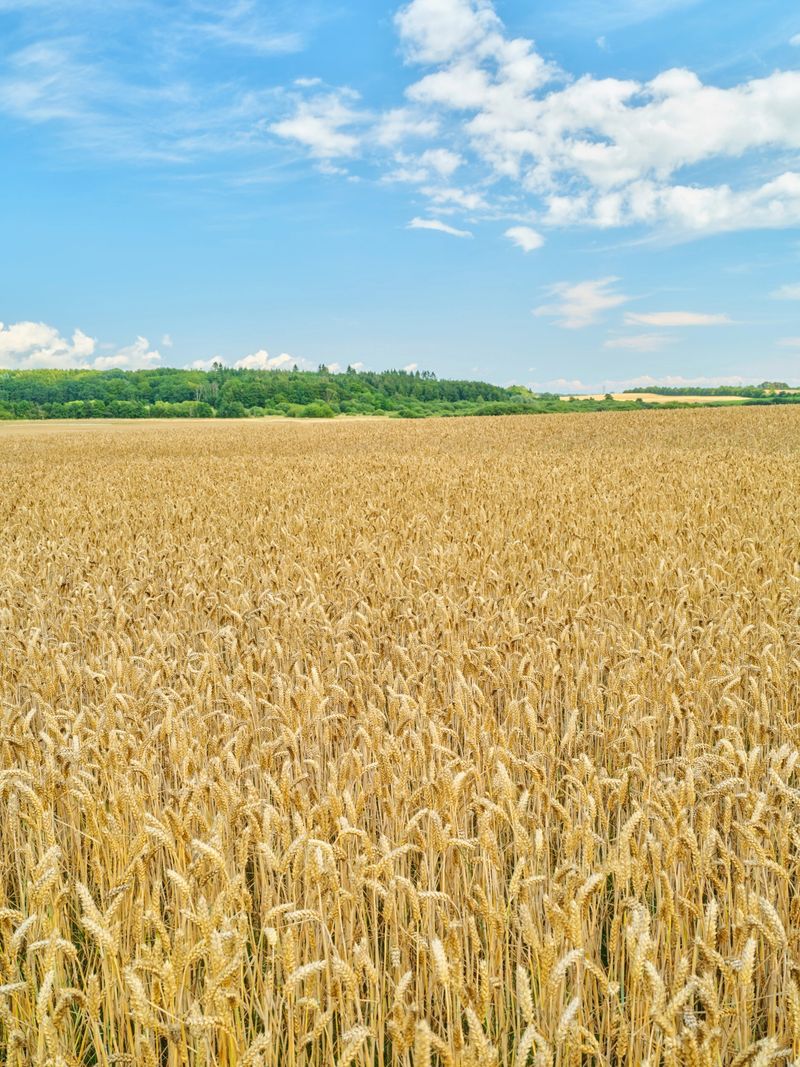 A serene summer landscape featuring a golden wheat field spanning across the foreground, under a blue sky adorned with fluffy clouds. A lush forest bank sits in the horizon, depicting rural tranquility.