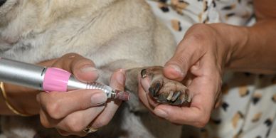 Gentle Nail Trimming