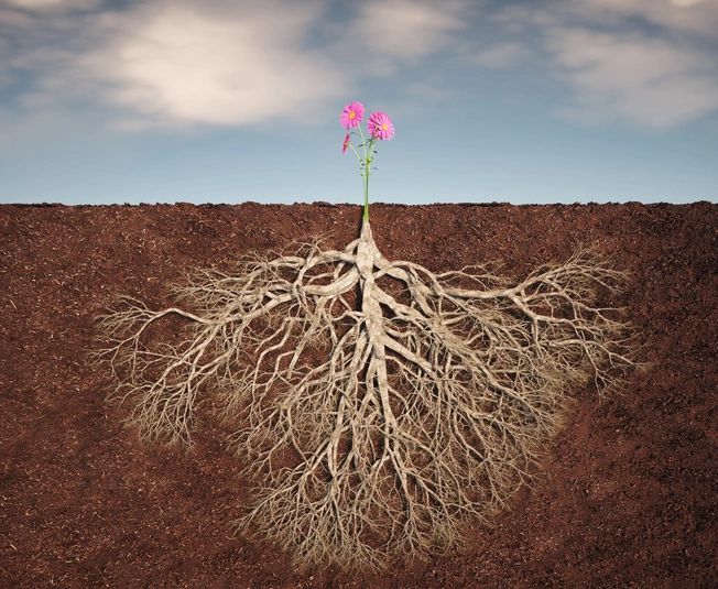 深度｜智慧：向下扎根生長。