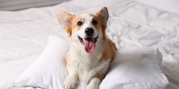 Happy corgi lying on white pillows.