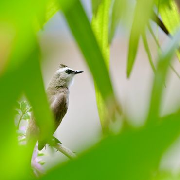 A small bird perched on a branch, surrounded by green leaves.