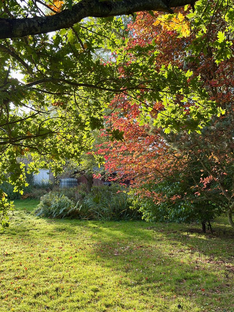 Tranquil garden scene with sunlight filtering through trees in early morning. Dappled light, green and orange foliage, and soft shadows create a peaceful, natural atmosphere perfect for seasonal themes.