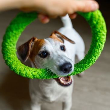 A dog playing with a green ring toy held by a hand.