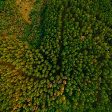 Dense green forest from above with a narrow path.