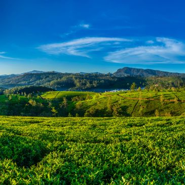 Lush green tea plantations under a clear blue sky with distant mountains.