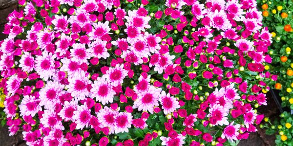 Bright pink and white flowers densely packed in a round shape.