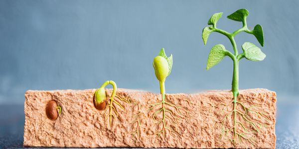 Model showing stages of seed germination and plant growth.