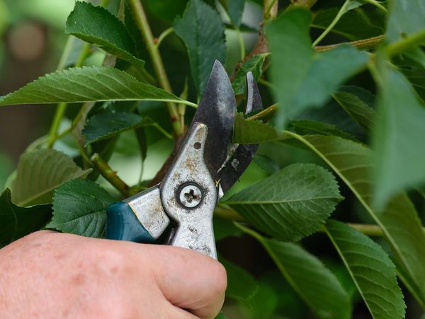 Hand using pruning shears to trim green leafy branches.