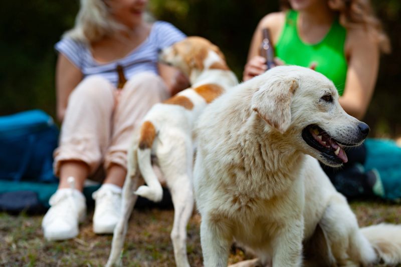 Two women relax in the woods during a camping trip, surrounded by nature and their playful dogs. One woman holds a drink while the other sits nearby, interacting with the pets.