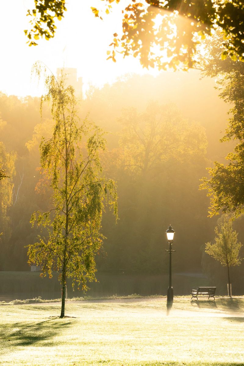 Serene park bathing in soft warm golden morning light with autumn mist lingering over the grass, with a slender birch tree, a empty bench, and an old lamppost in the tranquil dreamlike atmosphere