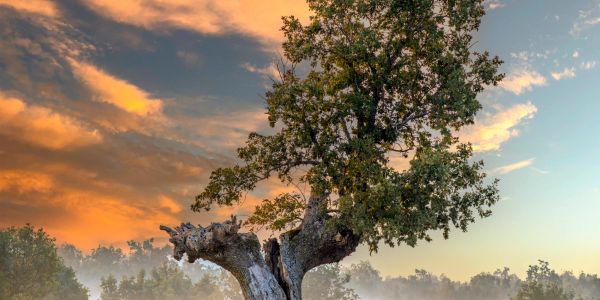 A solitary tree with a vibrant sunset sky.