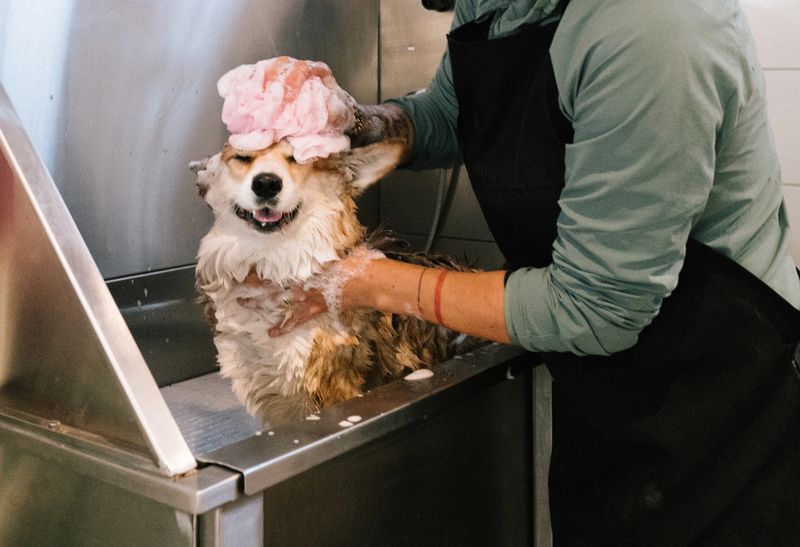 dog spa day