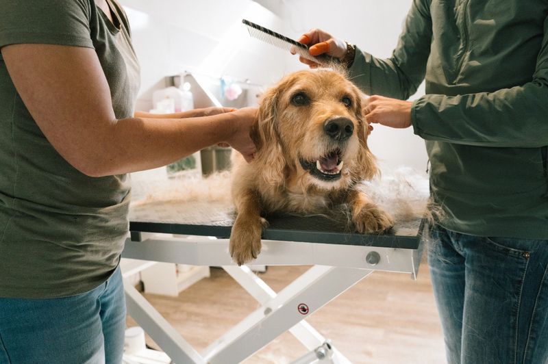 A  method to prevent skin problems and stimulate coat growth.