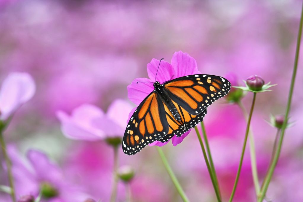 Monarch butterfly on a pink flower.