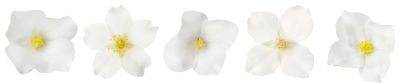 Row of five white flowers with yellow centers.