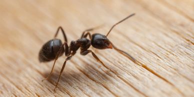 Close-up of an ant on wood.