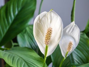 Close-up of white peace lily flowers with green leaves.