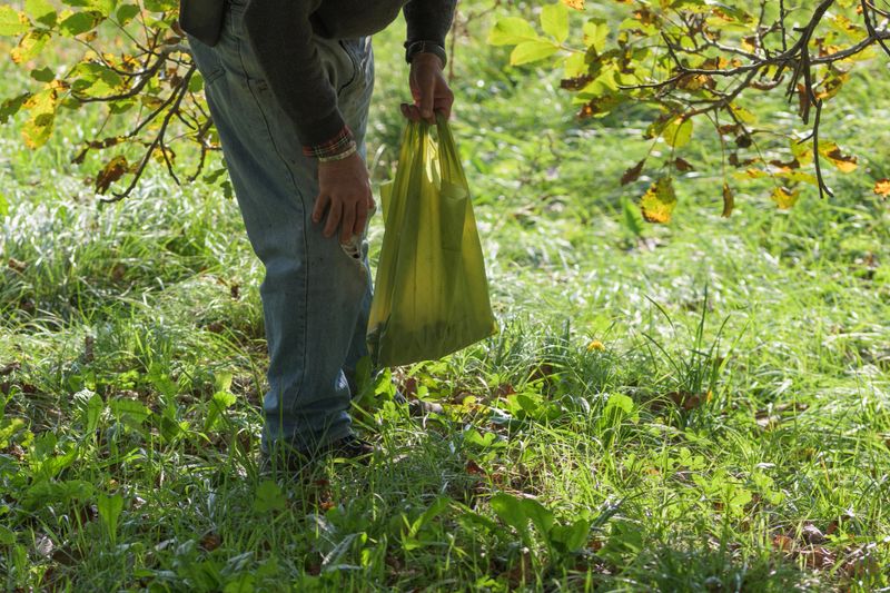 A man wearing jeans and a dark sweater holds a full green bag in a forest setting. The focus is on the natural environment and sustainable living, with dappled sunlight filtering through the trees onto the lush green grass.