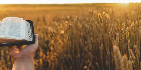 Hand holding an open Bible in a wheat field at sunset.