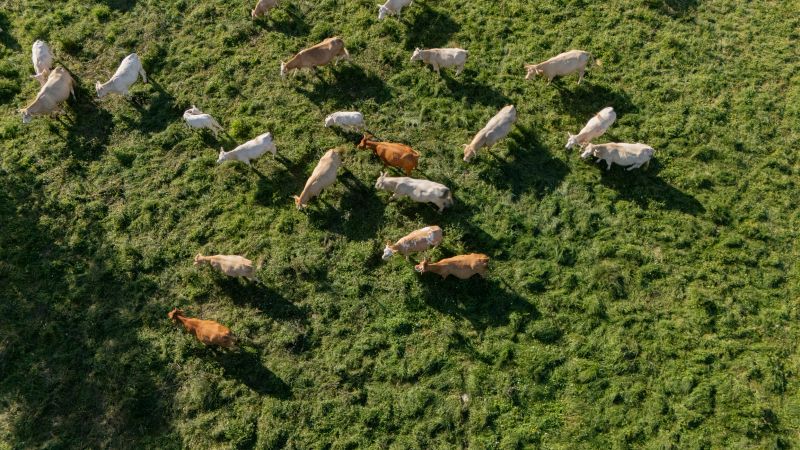 Aerial view of a group of cows grazing on a vibrant green pasture field. The scene features a diverse herd in a rural countryside setting, with sunlight casting shadows across the grass. The animals are spread out, leisurely feeding.