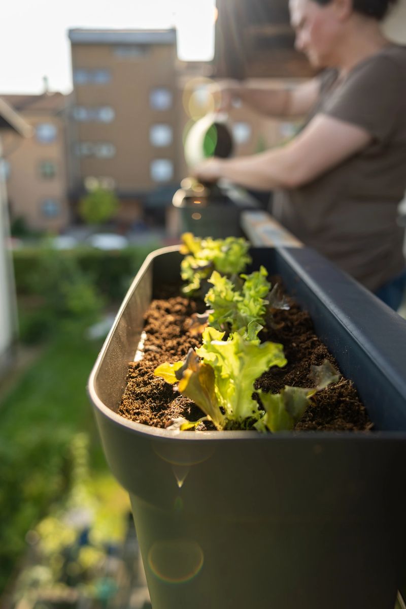 Close-up shot of a woman actively watering plants in an urban balcony garden. Freshly planted vegetables grow in a planter. She wears a brown shirt and focuses on nurturing her garden. Background shows residential buildings.