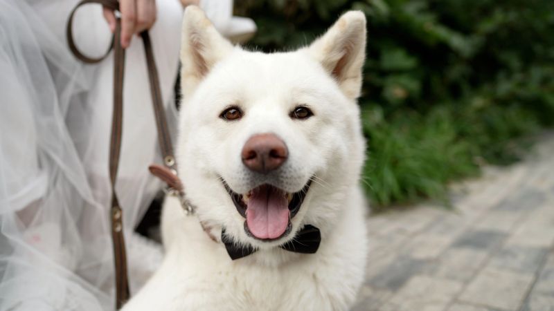 Happy akita dog wearing a black bow tie, an excited pet attending a wedding ceremony. Animal companion smiling