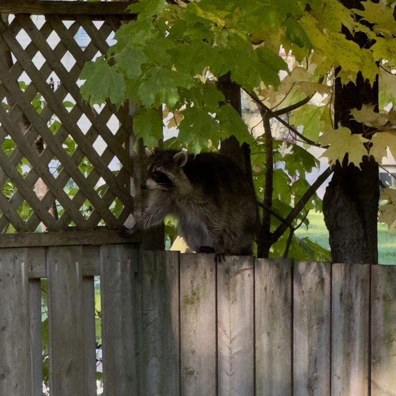 A raccoon climbs a fence to exit a suburban garden on an October morning