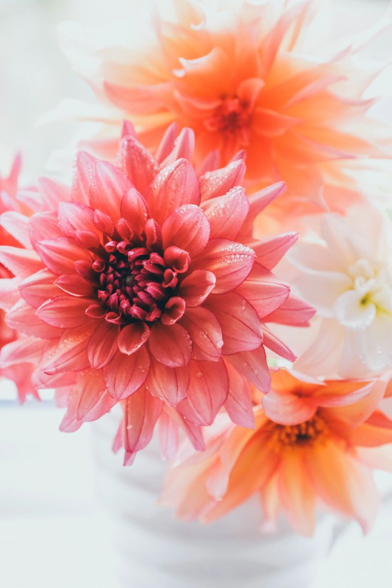 A close-up of Dahlias ‘Labyrinth’ and ‘Molly Raven’, their petals glistening with fresh raindrops. The soft peach and coral tones of ‘Labyrinth’ contrast beautifully with the rich plum and mauve shades of ‘Molly Raven’.