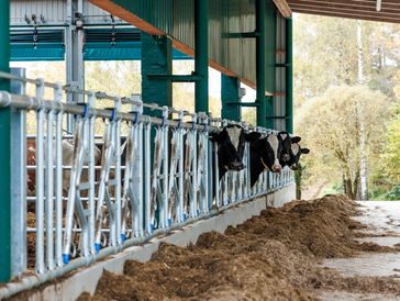 Cows lined up in a barn eating feed.