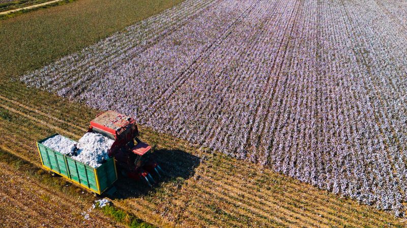 A stunning aerial stock photo showing a tractor harvesting cotton and loading it onto a trailer in a vast agricultural field. Captured by drone, the image highlights the white cotton rows stretching across the landscape, the organized harvesting process, and the efficiency of modern agribusiness. The clean patterns of the cotton field, combined with the movement of the tractor, create a visually captivating composition symbolizing productivity and sustainability in agriculture. Perfect for illustrating themes such as cotton farming, agricultural technology, and rural economy.