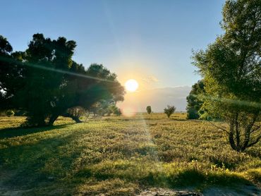 Sunset shining over a green field with scattered trees.