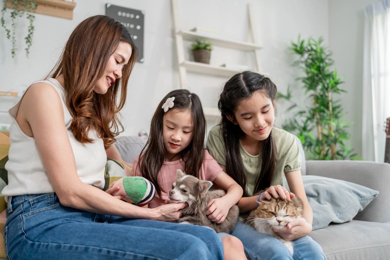 Asian family sit together on sofa with their pets in living room at home. Adorable children and mother spend time playing with Chihuahua puppy and fluffy Persian cat, creating loving family moment.