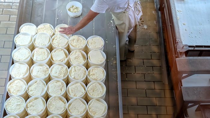 Worker pressing curds into molds for cheese production in a dairy factory.