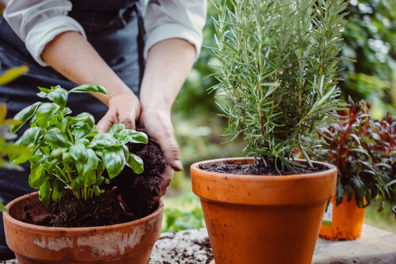 Mid adult Caucasian woman wearing apron tending to herbs in backyard garden. She carefully places soil around potted plants, including basil and rosemary. Sunlight filters through garden foliage, creating a serene atmosphere. Her hands gently adjusting plants, ensuring their healthy growth.