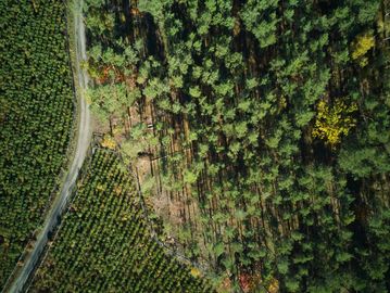 Aerial view of a forest next to a cultivated field and a dirt road.