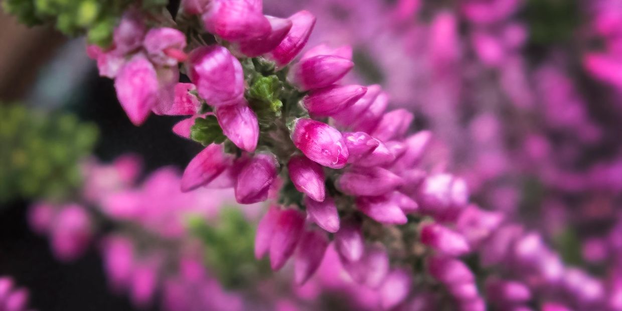 One-pet-at-a-time cremation service – Paws & Peace Southport