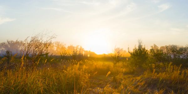 Amanecer sobre el campo con hierbas y árboles.