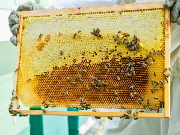Beekeeper holding a honeycomb frame covered with bees.