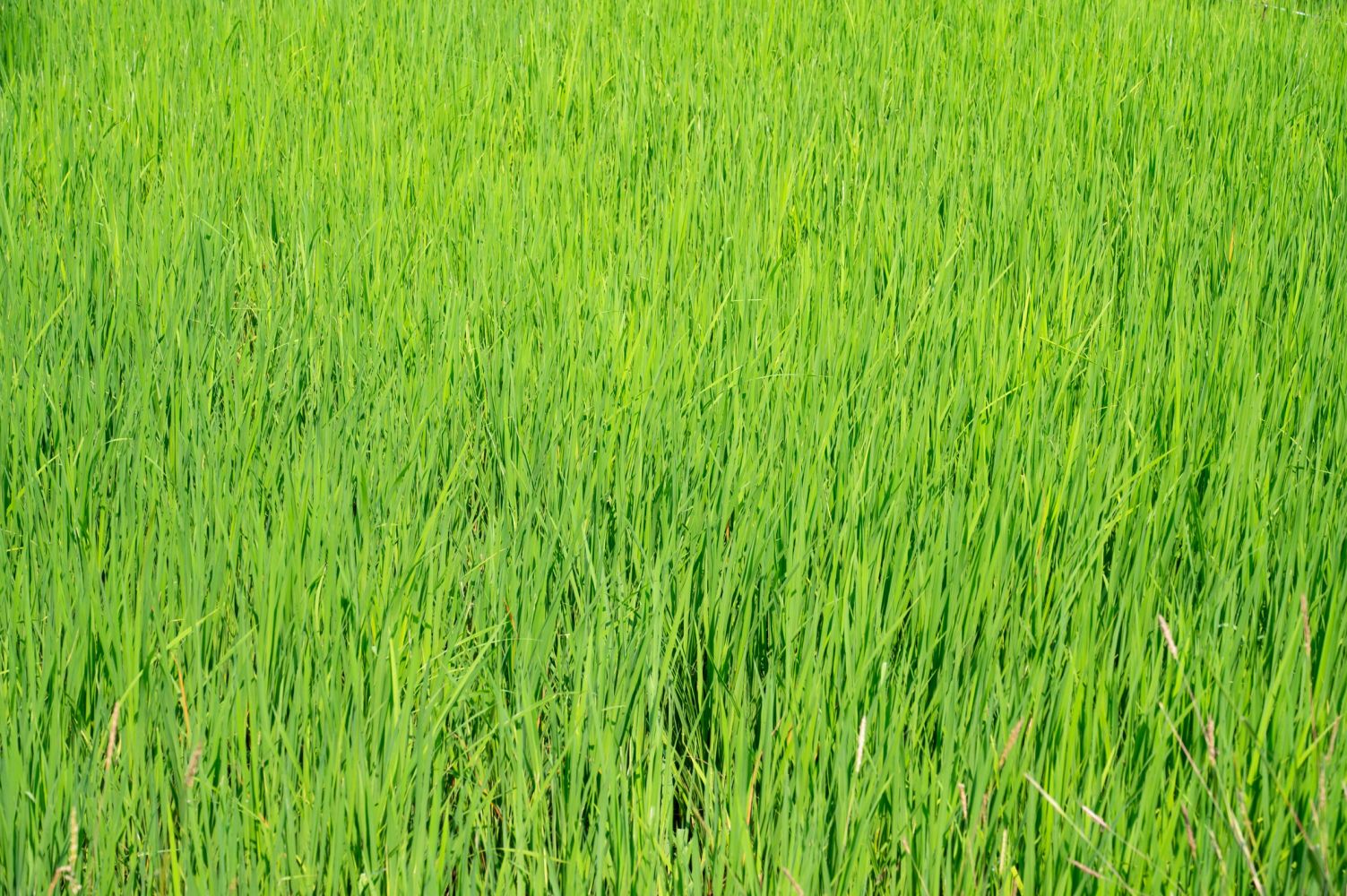 A field of green grass under bright sunlight.